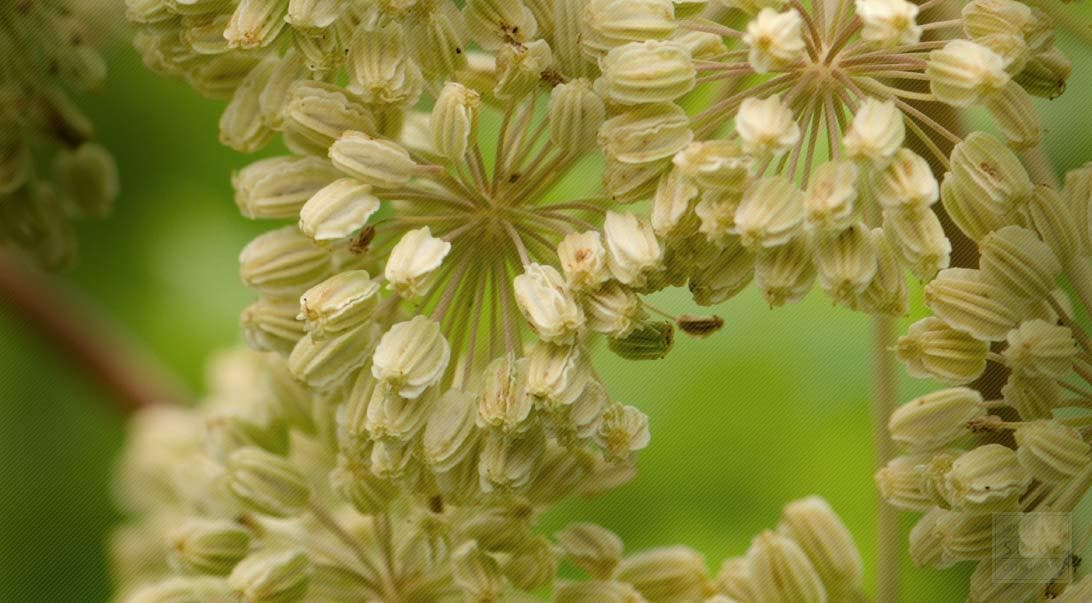 Dong Quai (Angelica sinensis) wordt traditioneel, op basis van de Chinese  kruidenleer, gebruikt bij ongemakken rondom de menstruatie